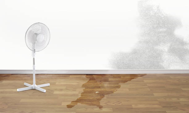Best Carpet water damage restoration  in Peebles, OH